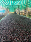 Gari Guji, Ethiopia (Natural)