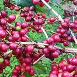 Yemerson, Costa Rica (Honey Caturra & Catuai)