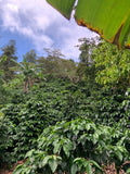 La Bendición, Nicaragua Microlot