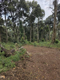 Gari Guji, Ethiopia (Natural)